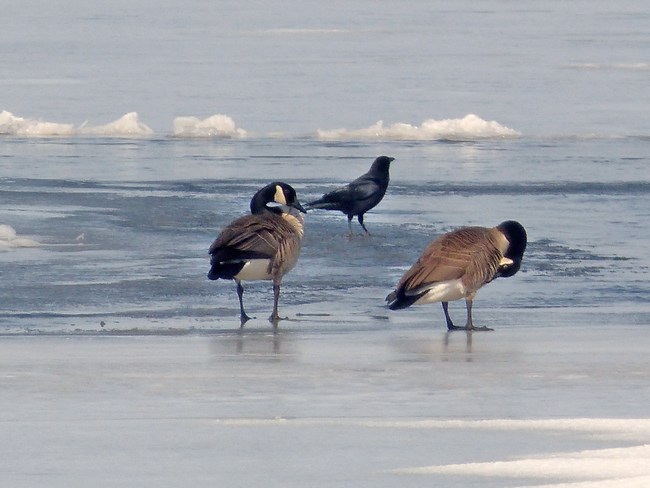 The Canada Geese are back! Orléans, Ottawa, ON
