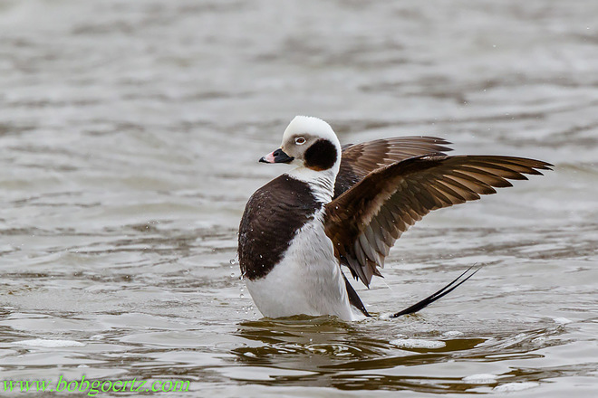 Long-tailed Duck Kitchener, ON