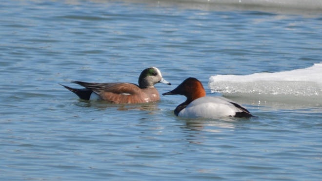 Male American Wigeon! St Catharines, ON