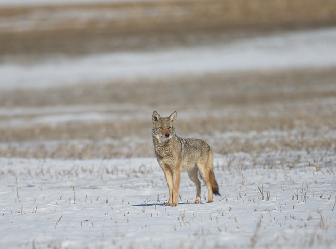 Local Yote Goderich, ON