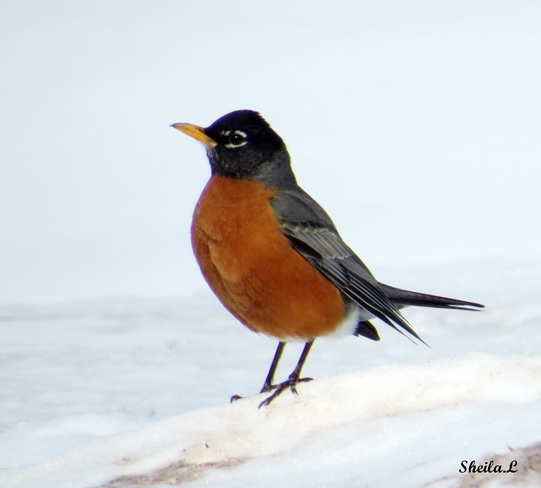 Spring Robin In The Snow Canning, Nova Scotia