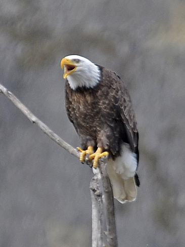 Noisy bald eagle Greenwood, BC