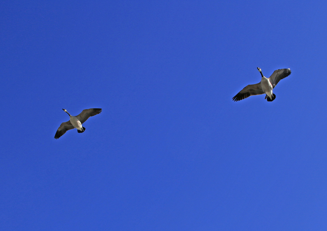 A pair of geese coming in: Winnipeg, MB