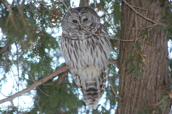 Barred Owl North Gower, Ottawa, ON