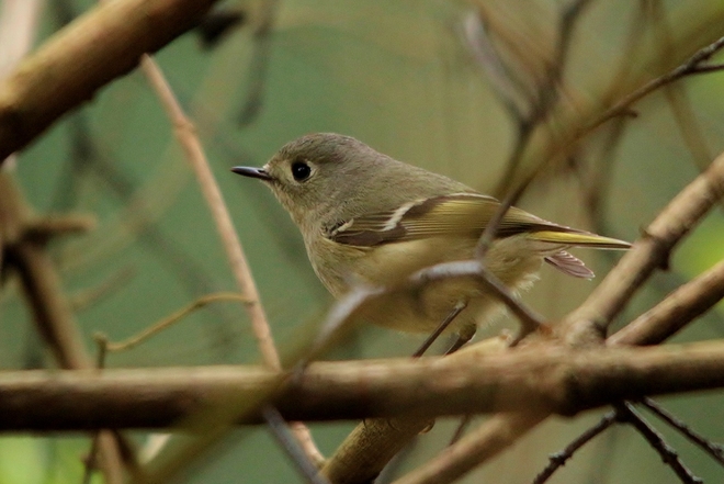 ruby crowned kinglet Victoria, BC