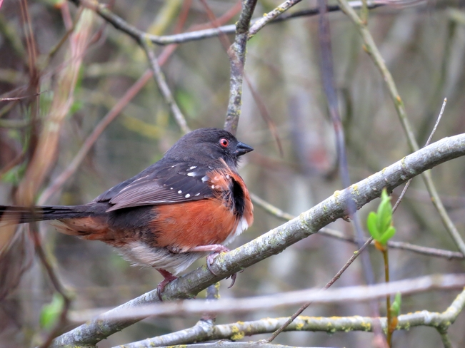 Spotted Towhee! Neck Point Park, Nanaimo, BC