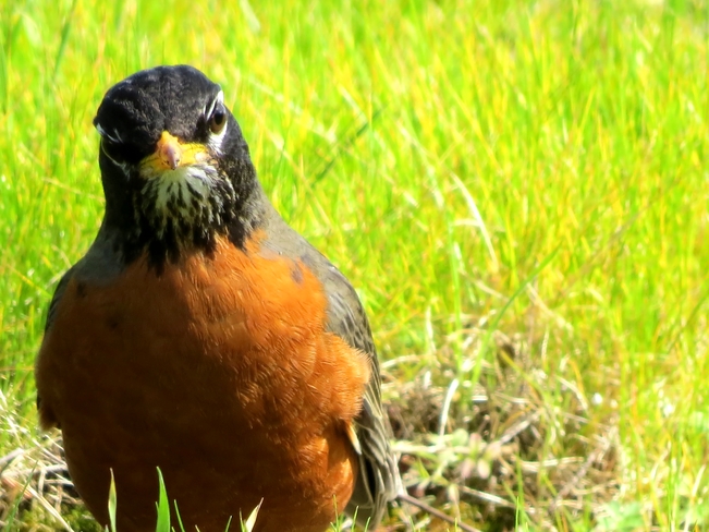 Angry Bird!!!! Neck Point Park, Nanaimo, BC