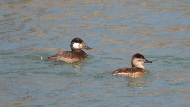Ruddy Duck Couple! St Catharines, ON