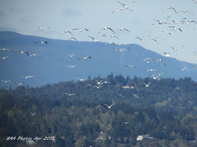 Plenty of Seagulls Central Vancouver Island! Lantzville BC