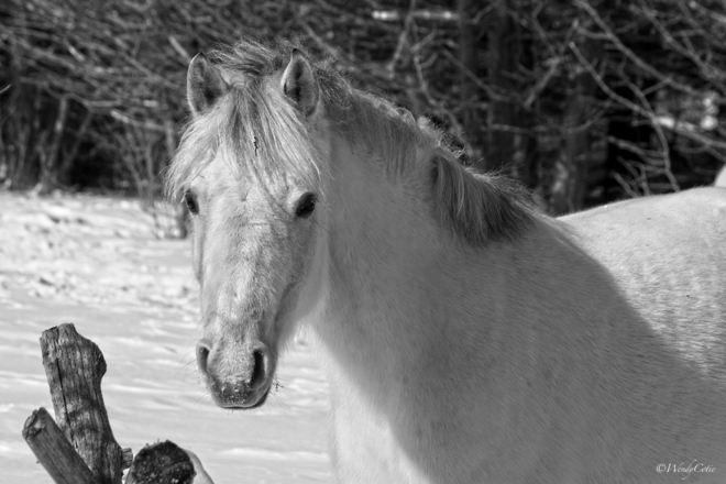 Cute Little White Pony Lanark County, ON