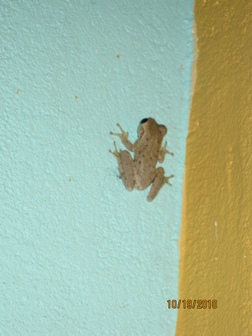 Little Frog :) Varadero, Matanzas, Cuba