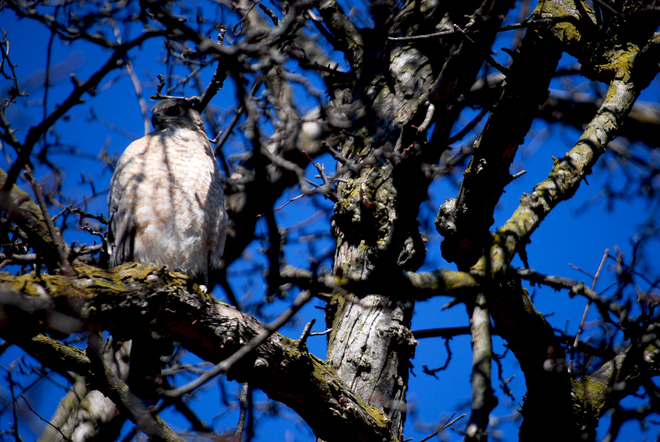 Hawk near Willistead Park in Windsor Doris McCarthy Trail, Scarborough, Ontario