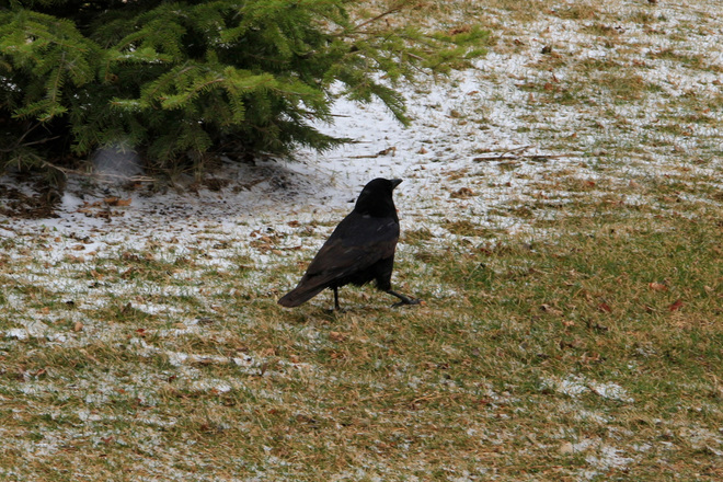 Crow in the snow Winnipeg, MB