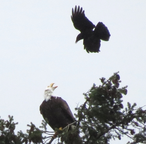Blackbird Vs Eagle! Pipers Lagoon Park, Nanaimo, BC