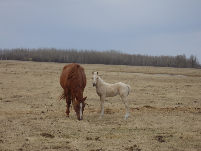 Spring Colts Boyle, AB