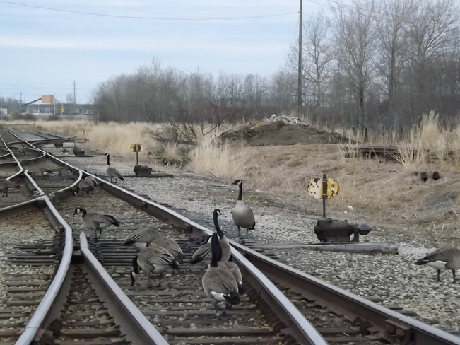 railway gang Thunder Bay, ON