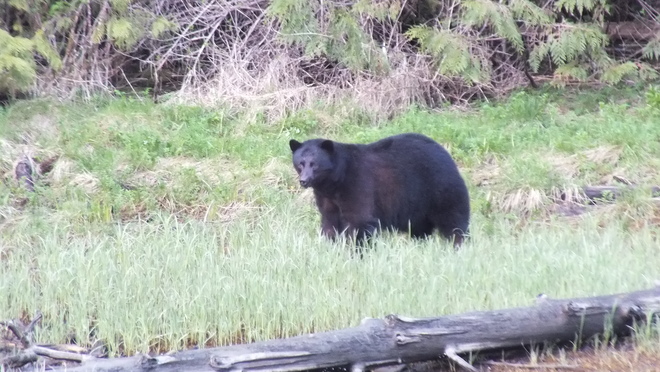 First Bear 2015 in Zeballos Zeballos, BC