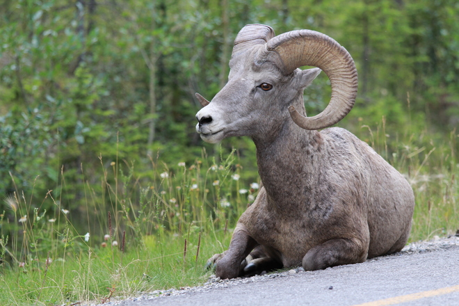 Big Horned Sheep Bow Valley Parkway, Improvement District No. 9, AB