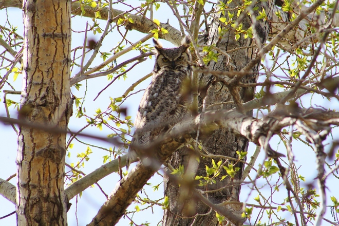 One of the owlets parents Lake Newell, Newell County No. 4, AB