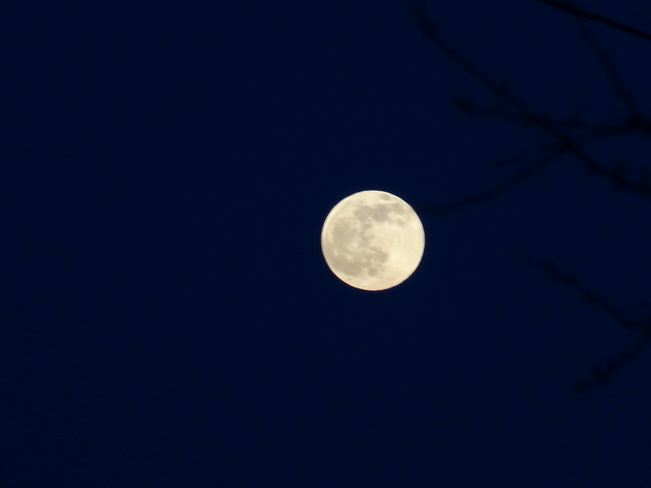 Full moon and swallows Bathurst, NB