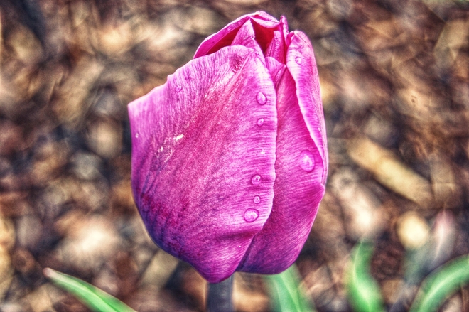 tulip spring Sarnia, ON