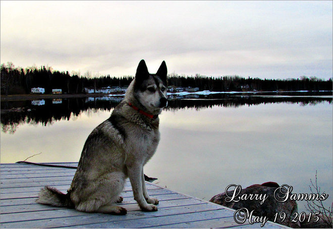 "Leka on a Peaceful Morning" Springdale, Newfoundland and Labrador