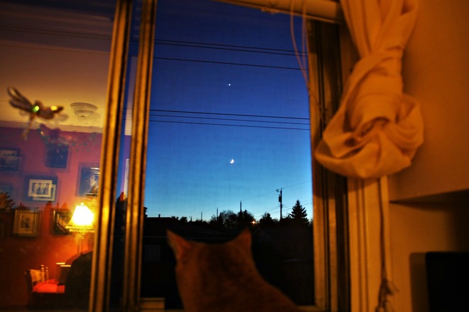 What us cats do.Moon and Venus tonight! calgary ab