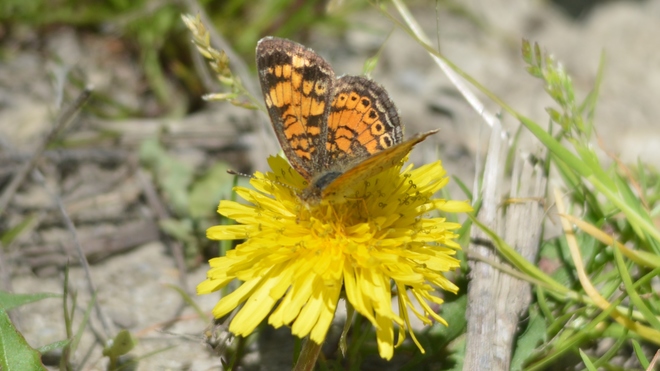 Tiny Pearl Crescent Butterfly on a dandelion! St Catharines, ON