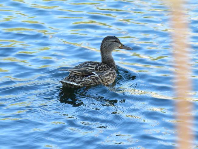 Female Duck Sherwood Park, AB