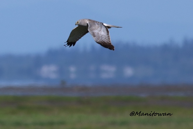 Northern Harrier Hawk Boundary Bay, Delta, BC