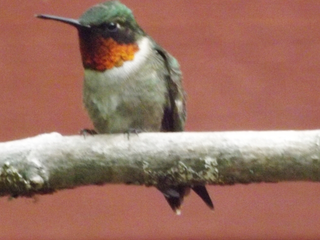 Hummingbirds Pembroke, ON