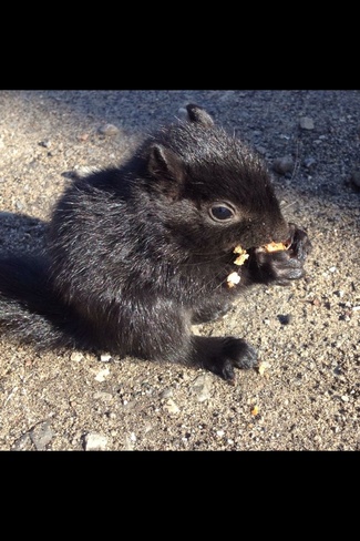 Baby Squirrel Port Franks, Ontario Canada