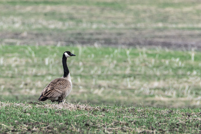 Goose Unnamed Road, Wolseley, SK S0G 5H0, Canada