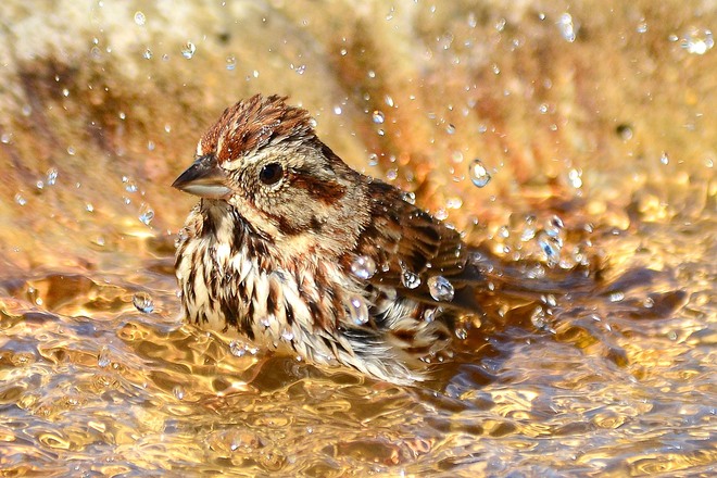 Song Sparrow Bath Time La Salette, ON