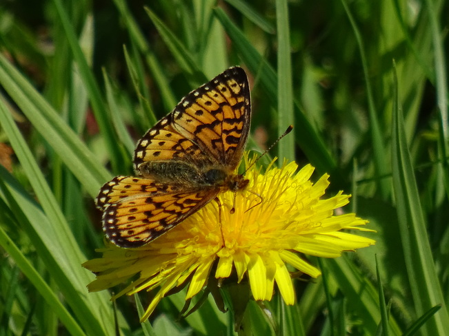 Silver-bordered Fritillary butterfly Cambridge, ON