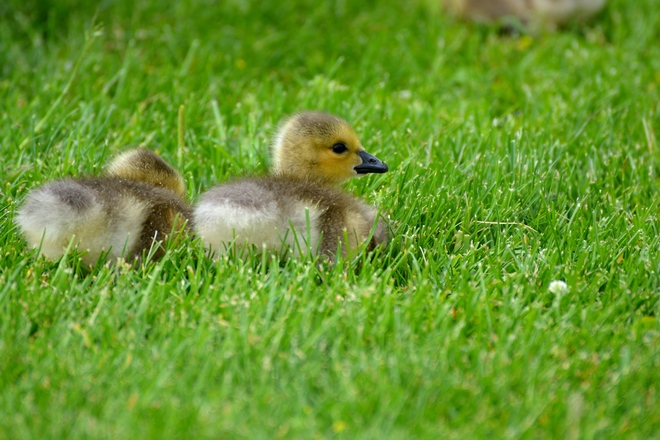 Good Day For Goslings False Creek, Vancouver, BC