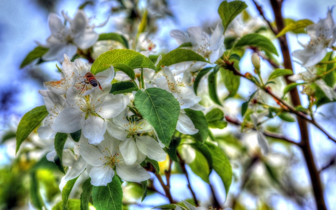 Okotoks' Flowering Ornamental Trees - and the bees they attract Okotoks, AB
