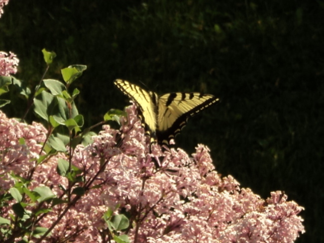 Butterfly on lilac bush (May 26, 2015) Warkworth, ON