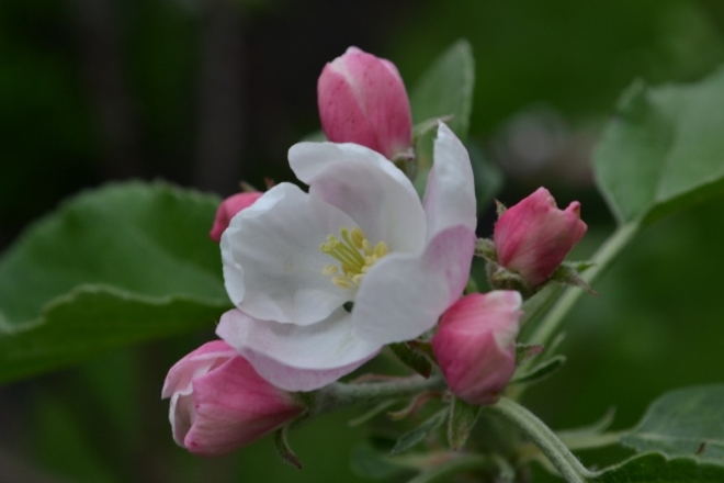 Apple Blossom time Bright's Grove, Sarnia, ON