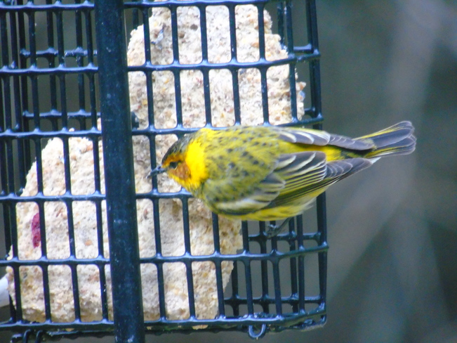 Help needed....??? are they wood and Cape May Warbler, Thank You Maria, QC