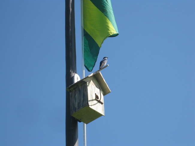Elle surveille son drapeau.... St-Marguereite,Bc,Qc