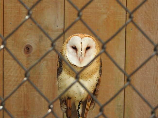 BARN OWL AT MOUNTSBERG Mountsberg Conservation Area, Milburough Line, Hamilton, ON