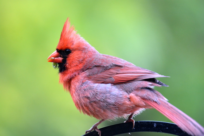 Red Cardinal Oakville, ON