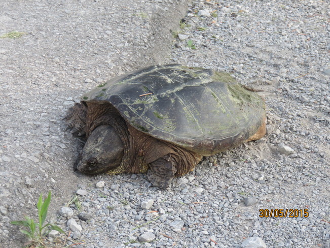 Snapping Turtle Aurora, ON