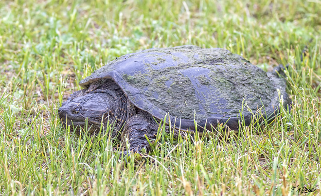 Snapping Turtle Port Elmsley, ON