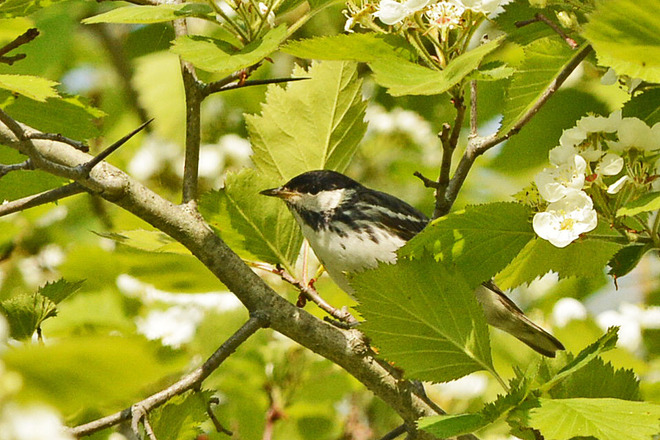 Blackpoll Warbler Whitby, ON