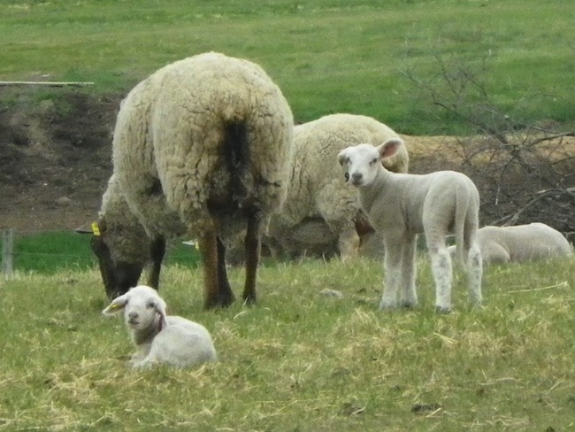 sheep Wetaskiwin, AB