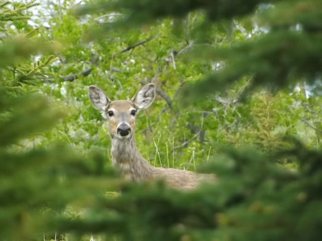 deer Thunder Bay, ON