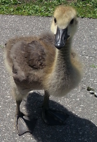CANADA GOOSE GOSLING Newmarket, ON