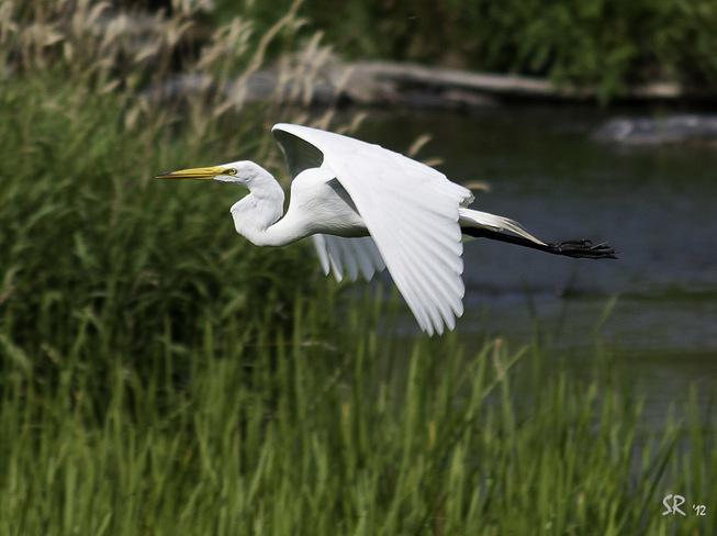 Egret flybys Lasalle, Montreal, Quebec